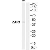 ZAR1 antibody