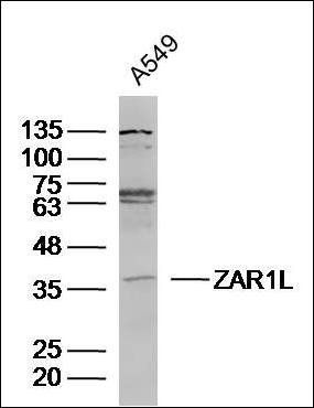 ZAR1L antibody