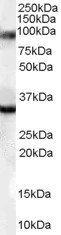 Goat anti-ZASP/ CYPHER / LDB3 Antibody