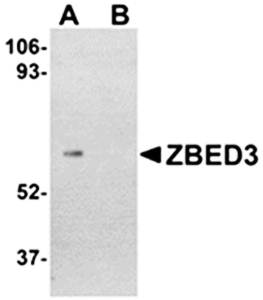 ZBED3 Antibody