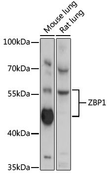ZBP1 antibody