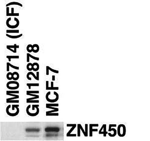 ZBT24 antibody