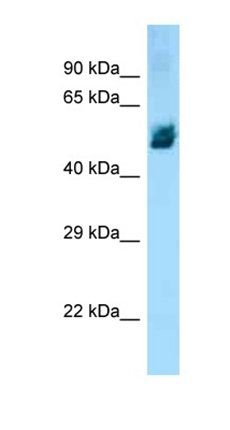 Zbtb12 antibody