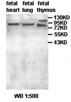 ZBTB1 Rabbit Polyclonal Antibody