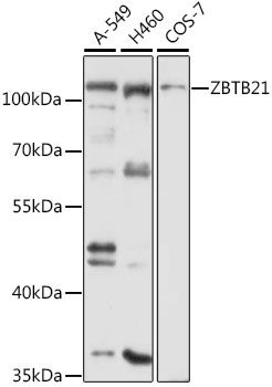 ZBTB21 antibody