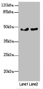 ZBTB25 antibody