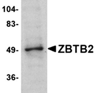 ZBTB2 Antibody