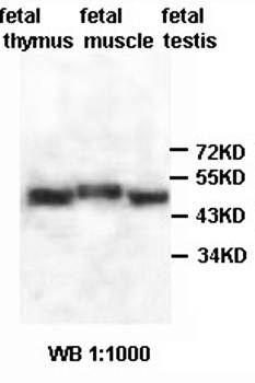 ZBTB34 antibody