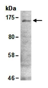 ZBTB38 antibody