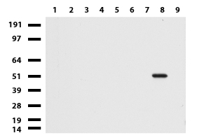 ZBTB4 Antibody