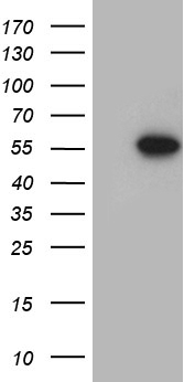 ZBTB4 Antibody