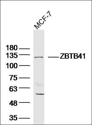 ZBTB41 antibody