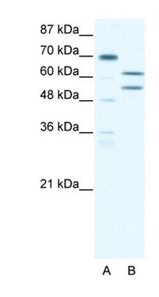 ZBTB43 antibody