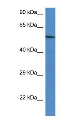 Zbtb43 antibody