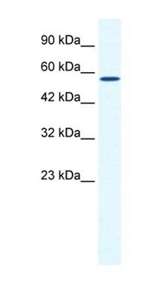 ZBTB44 antibody