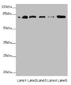 ZBTB48 Antibody