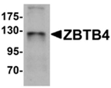 ZBTB4 Antibody