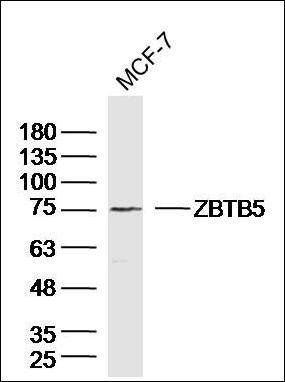 ZBTB5 antibody