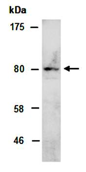 ZBTB5 (N) Antibody, Rabbit Polyclonal