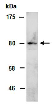 ZBTB5 antibody