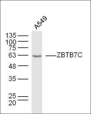 ZBTB7C antibody
