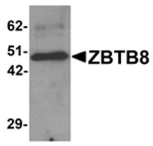 ZBTB8 Antibody