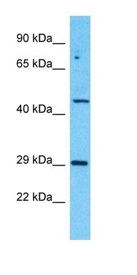 ZBTB8B antibody