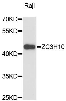 ZC3H10 antibody