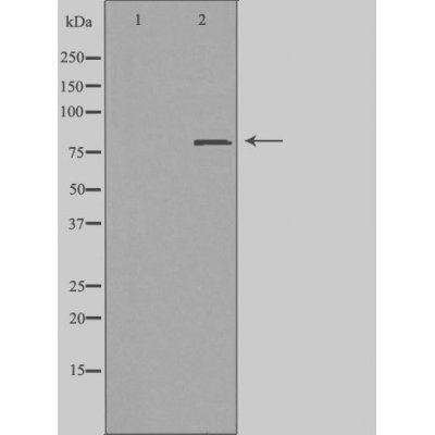 ZC3H11A antibody