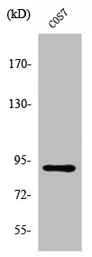 ZC3H11A Antibody