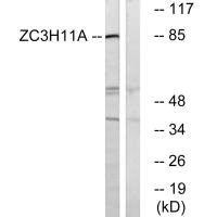 ZC3H11A antibody