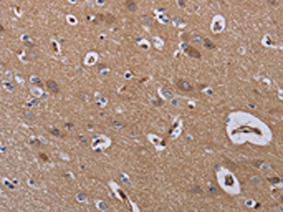 ZC3H12A Antibody