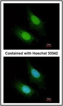 ZC3H12A antibody