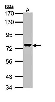 ZC3H12A antibody