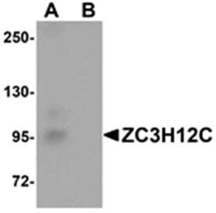 ZC3H12C Antibody