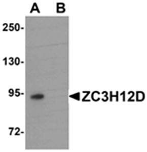 ZC3H12D Antibody
