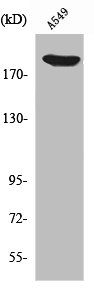 ZC3H13 Antibody