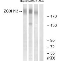 ZC3H13 antibody