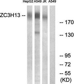 ZC3H13 antibody