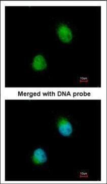 ZC3H8 antibody