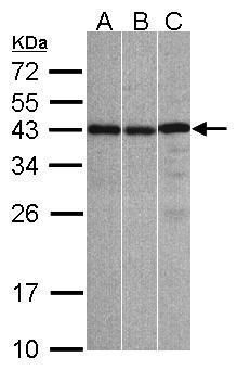 ZC3H8 Rabbit Polyclonal Antibody