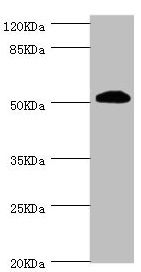 ZC3HC1 antibody