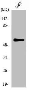 ZC3HC1 antibody