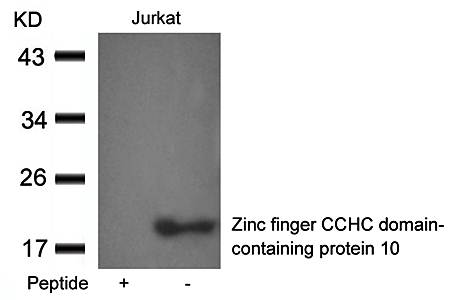 Zinc finger CCHC domain-containing protein 10 Antibody