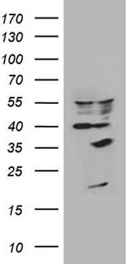 ZCCHC17 Antibody
