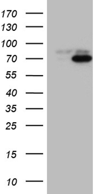 ZCCHC17 Antibody
