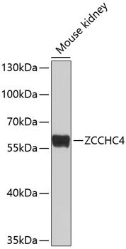 ZCCHC4 antibody
