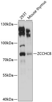 ZCCHC8 antibody
