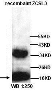 ZCSL3 antibody