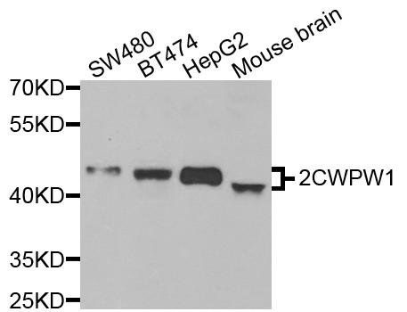 ZCWPW1 antibody